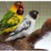 Agapornis personatus