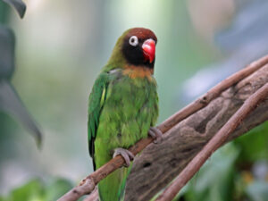 Agapornis nigrigenis