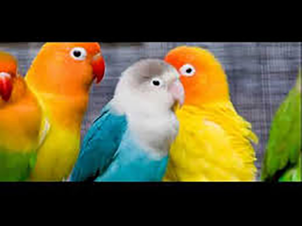 videos de agapornis